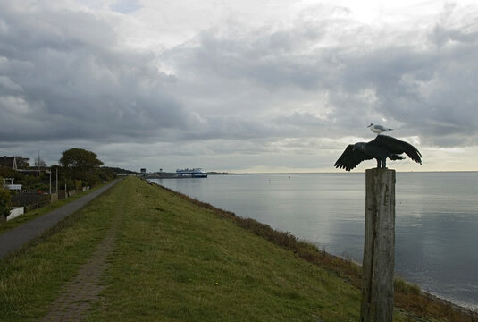 Black-headed Gull, Kokmeeuw, Larus ridibundus