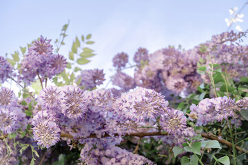 Obraz premium Close up blossoming wisteria lilac flowers on defocused natural leaves and blue sky background. Selective focus.