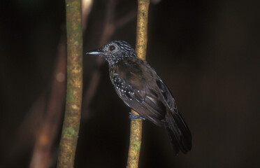Black-hooded Antshrike, Zwartkap-mierklauwier, Thamnophilus bridgesi