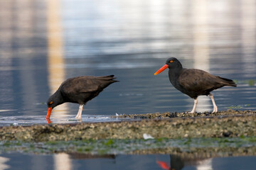 Zuidamerikaanse Zwarte Scholekster, Blackish Oystercatcher, Haematopus ater