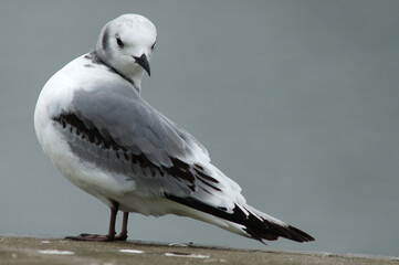 Black-legged Kittiwake, Drieteenmeeuw, Rissa tridactyla