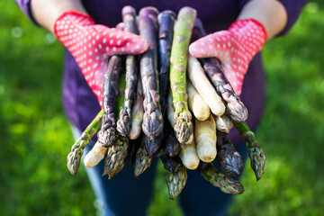 Asparagus sprouts in hands of a farmer