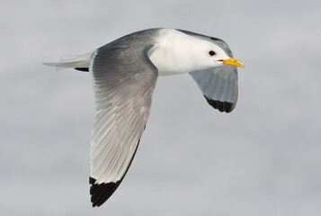 Drieteenmeeuw; Black-legged Kittiwake, Rissa tridactyla