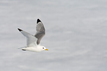 Drieteenmeeuw; Black-legged Kittiwake, Rissa tridactyla