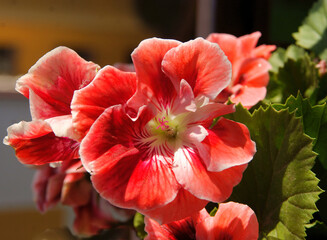 red,pink and purple flowers of geranium potted plant close up