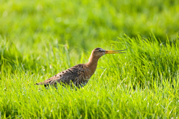 Grutto, Black-tailed Godwit, Limosa limosa