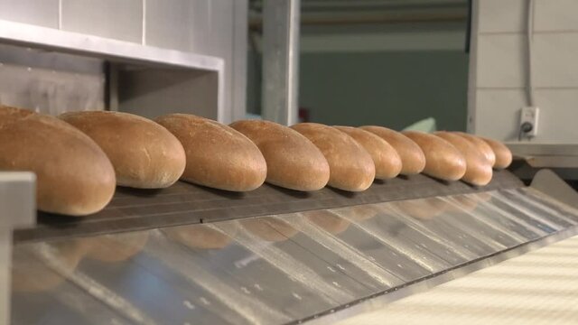 baked bread moves on conveyor belt