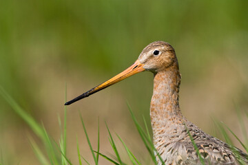 Grutto, Black-tailed Godwit, Limosa limosa