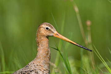 Grutto, Black-tailed Godwit, Limosa limosa