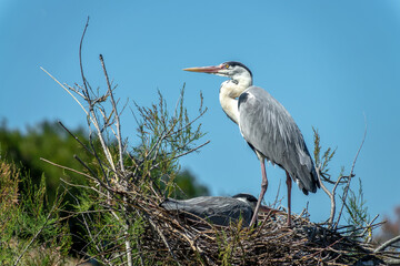Close up of a couple of grey heron in their nest in the Camargue national park, France