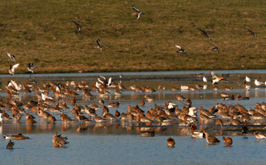 Grutto, Black-tailed Godwit, Limosa limosa