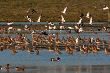 Grutto, Black-tailed Godwit, Limosa limosa