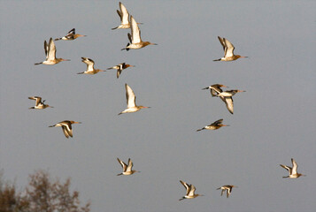 Grutto, Black-tailed Godwit, Limosa limosa