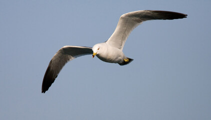 Black-tailed Gull, Zwartstaartmeeuw, Larus crassirostris