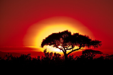 Fototapeta na wymiar Sunset on a safari in Africa Kenya