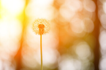 Fluffy single dandelion flower at sunset