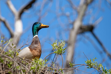 Close-up of a mallard drake. Anas platyrhynchos. Place for text
