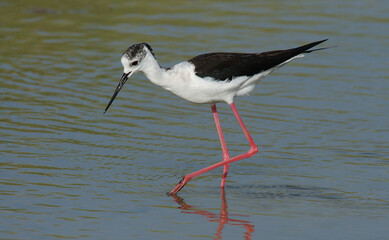 Steltkluut, Black-winged Stilt, Himantopus himantopus
