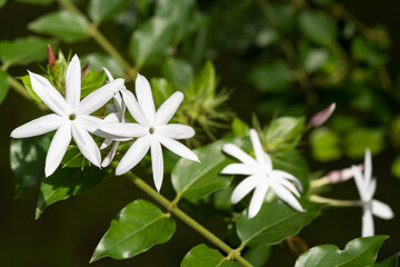 Jasmine flowers close up
