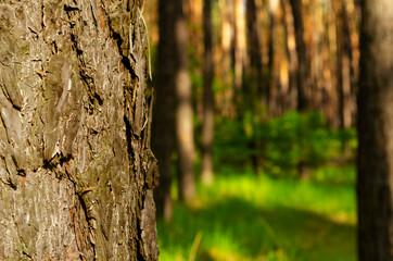 Obraz premium Tree bark texture on blurry background:Close up,select focus with shallow depth of field: ideal use for background