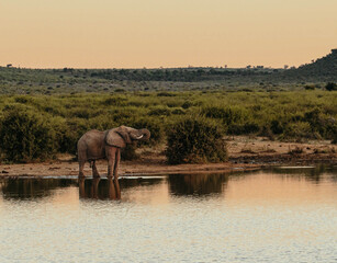 elephant in madikwe, south africa © lina