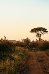 safari vehicle in madikwe, south africa © lina