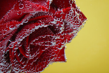 A red flower on a yellow background, under water in air bubbles.
