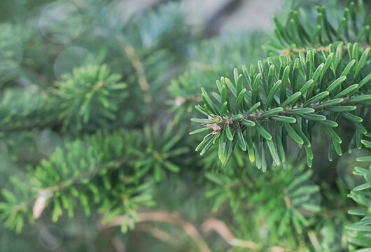 Korean fir branch close-up. Spring green fir branch, selective focus, low-depth-of-field photo, horizontal position. High quality photo