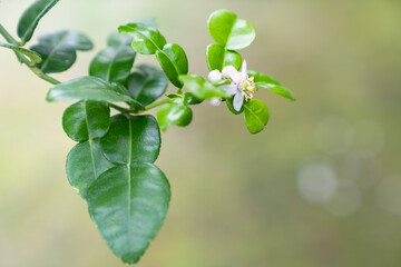 Kaffir lime flower in the garden