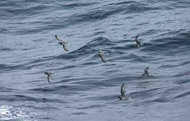 Blauwe Stormvogel en Antarctic Prion; Blue Petrel and Antarctic Prion; Halobaena caerulea and Pachyptila desolata