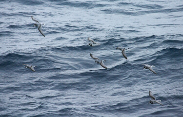 Blauwe Stormvogel en Antarctic Prion; Blue Petrel and Antarctic Prion; Halobaena caerulea and Pachyptila desolata
