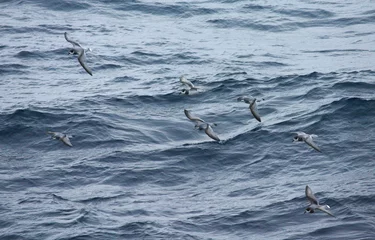 Foto op Aluminium Blauwe Stormvogel en Antarctic Prion  Blue Petrel and Antarctic Prion  Halobaena caerulea and Pachyptila desolata © AGAMI