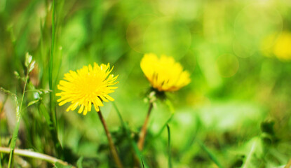 Summer background with yellow dandelion on green landscape with bokeh with sunlight, blur and soft focus