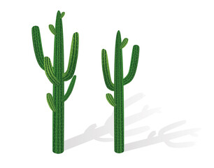 Large desert cactus. Vector illustration of plants on a white isolated background.