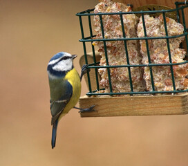 Blue Tit, Pimpelmees, Cyanistes caeruleus