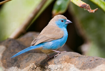 Obraz premium Angolees Blauwfazantje, Blue Waxbill, Uraeginthus angolensis