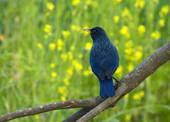Blue Whistling Thrush, Chinese Fluitlijster, Myophonus caeruleus