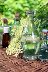 holunder naturheilkunde