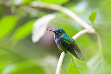 Blauwbuikamazilia, Blue-chested Hummingbird, Amazilia amabilis