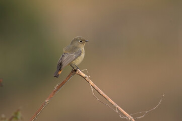 Blue-capped Redstart, Blauwkoproodstaart, Phoenicurus caeruleocephala