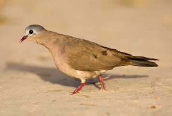 Staalvlekduif, Blue-spotted Wood Dove, Turtur afer