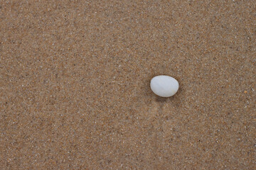 Fototapeta na wymiar Coquillages et petites pierres sur le sable de la plage alors que l´océan vient de se retirer.