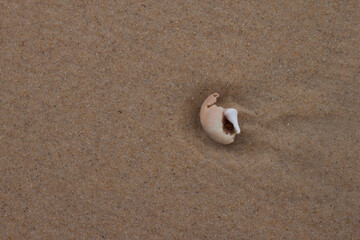 Coquillages et petites pierres sur le sable de la plage alors que l´océan vient de se retirer.