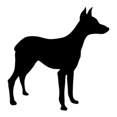 Doberman