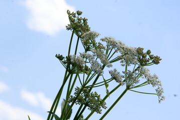 white flowers of wild plant Anthriscus cerefolium at spring