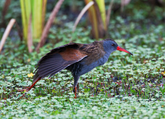 Naklejka premium Bogotáwaterral, Bogota Rail, Rallus semiplumbeus