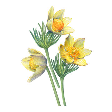 Bouquet with spring yellow flower of Pasqueflower (Pulsatilla orientali-sibirica, Pulsatilla flavescens, prairie crocus). Hand drawn watercolor painting illustration isolated on white background.