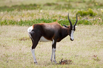 Bontebok, Bontebok, Damaliscus pygargus