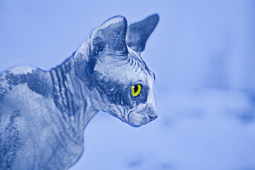 Sphynx cat.  Portrait of a cat breed sphynx. The image is tinted in the color of the year-classic blue.