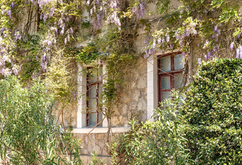 Windows of old mansion framed with blossoming purple wisteria flowers. Natural house facade...